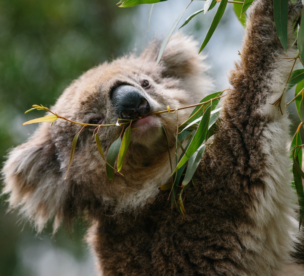 Phillip Island Nature Parks