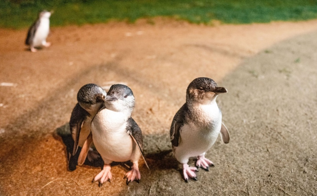 Phillip Island Penguin Parade