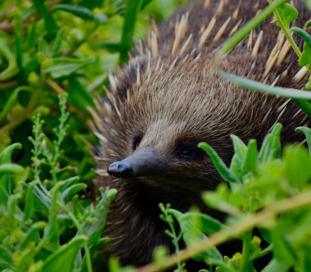 The Role Played by Phillip Island Nature Park