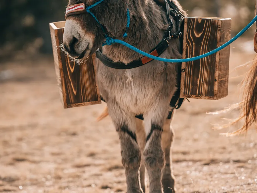 Wild Travel — on location